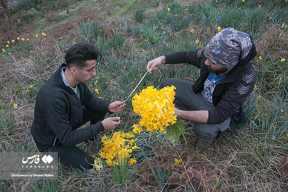 برداشت گل نرگس در چالوس