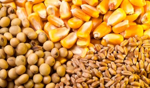 تعاون روستایی استان سمنان امسال ۳۴ هزار تن نهاده دامی توزیع کرد