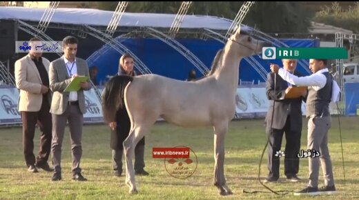 جشنواره ملی زیبایی اسب اصیل عرب در دزفول