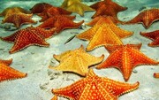 ببینید | تاکنون لحظه راه رفتن ستاره دریایی را دیده بودید؟