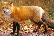 ببینید | روباه گرسنه در جستجو غذا در ارتفاعات همدان
