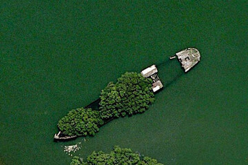 عکس | رویش درخت روی کشتی غرق شده