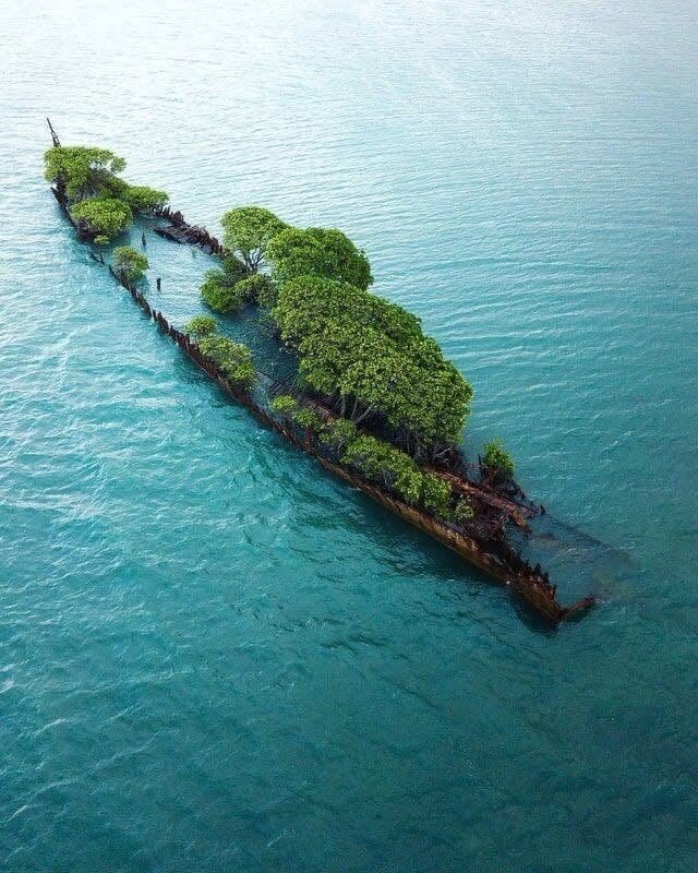 خبرآنلاین – عکس | رویش درخت روی کشتی غرق شده