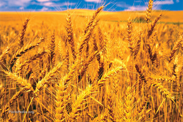 Iran expects to buy 6.5 million tonnes of wheat from local farmers