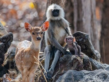 عکس| ژست جالب یک میمون و فرزندش به همراه بچه‌آهو مقابل دوربین عکاس