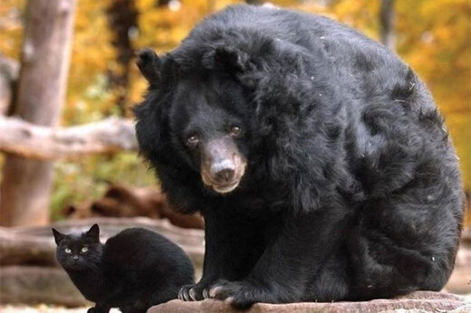 ببینید | حمله عجیب یک گربه به خرس سیاه