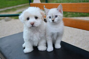 ببینید |  ابراز علاقه جالب دو توله سگ به یک گربه خوشگل