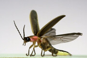 ببینید | ویدیویی از لحظه پرواز حشرات زیر دوربین حرکت‌آهسته