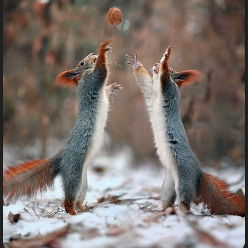 عکس | شکار لحظه‌ای شگفت‌انگیز از تلاش دو سنجاب برای گرفتن یک گردو از درخت