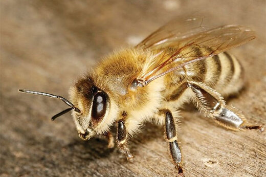 ببینید | حمله هولناک زنبورها به یک خانواده در انگلیس