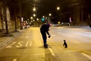 پنگوئن فراری از باغ وحش، در حال قدم زدن در خیابان‌های بوداپست مشاهده شد! / عکس