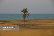 تصویر تاسف‌بار از قطع شدن تک درخت ساحل دَرَک/ عکس
