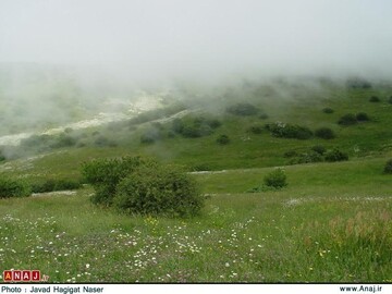 این جنگل هزار ساله میزبان گردشگران نوروزی است