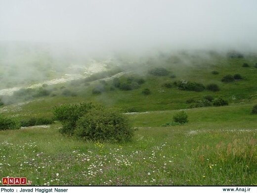 این جنگل هزار ساله میزبان گردشگران نوروزی است