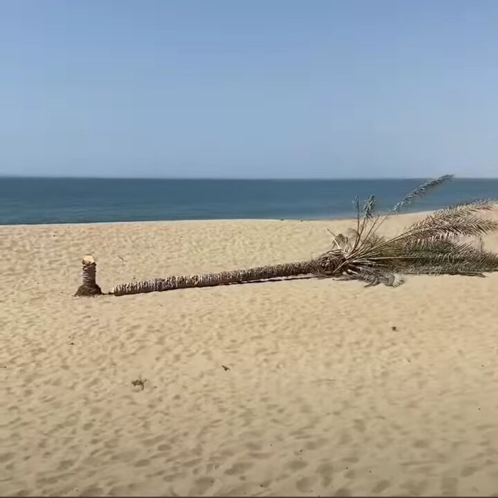 تصویر تاسف‌بار از قطع شدن تک درخت ساحل دَرَک/ عکس