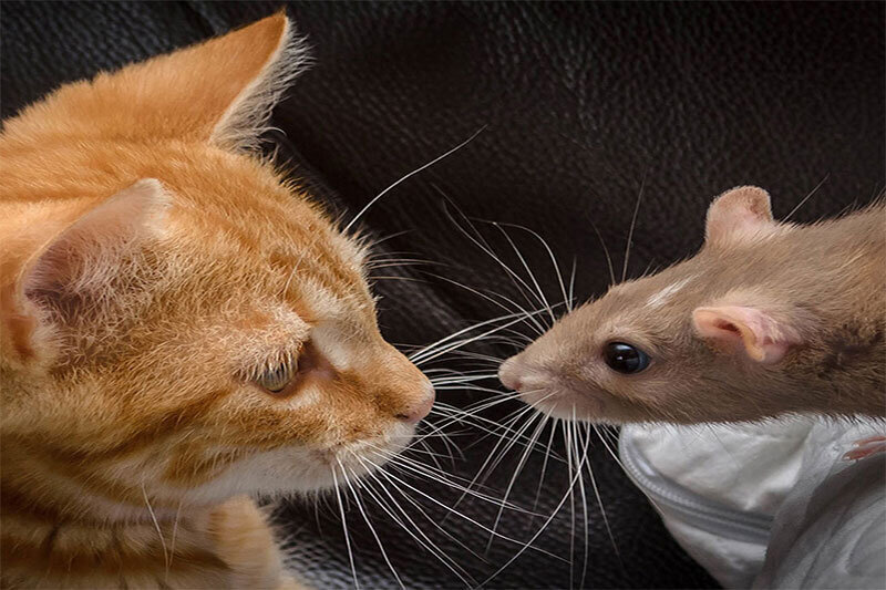 ببینید | حرکات آکروباتیک و عجیب یک موش برای فرار از دست گربه