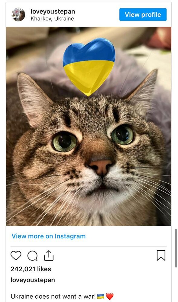 گربه‌ معروف اینترنتی، از اوکراین گریخت!/ عکس 
