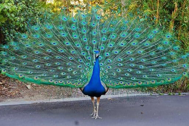 ببینید | لحظه تماشایی پرواز یک طاووس