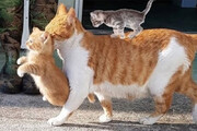 ببینید | دفاع حیرت انگیز گربه مادر از بچه‌اش در مقابل گله سگ‌ها