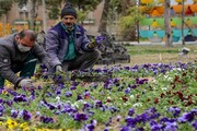 ۹ میلیون بوته انواع گل‌های بهاری در تبریز کاشته شد