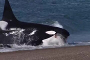 ببینید | حمله بی‌رحمانه نهنگ قاتل به فوک آبی در ساحل