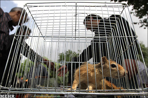 ببینید | نجات سنجاب‌های وحشی از دست قاچاقچیان