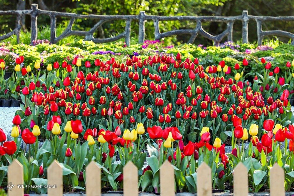 دلربایی نمادهای نوروزی در گرگان