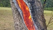 ببینید | تصاویری تلخ از به آتش کشیدن درخت چند صد ساله جنگلی