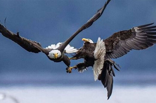 ببینید |  لحظه حیرت‌انگیز مبارزه دو عقاب در آسمان