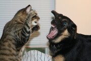 ببینید | حمله عجیب گربه به سگ؛ نتیجه غیرقابل پیشبینی!