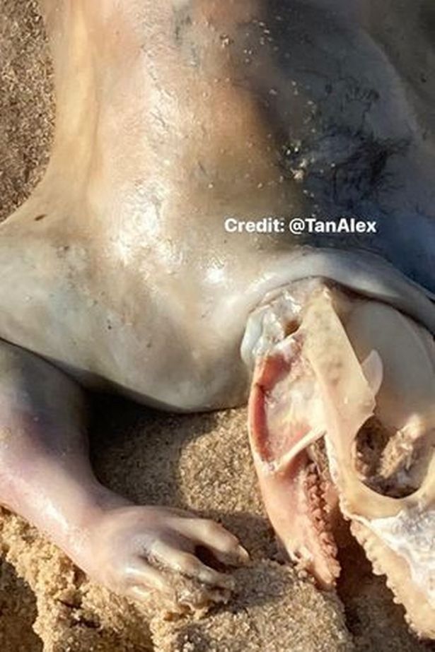 کشف موجودی بیگانه و مرموز در سواحل استرالیا/ عکس