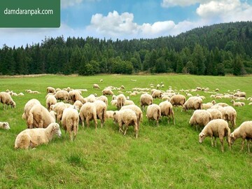 چطور و از کجا گوسفند زنده بخریم؟