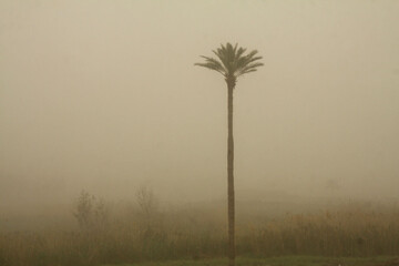 خاک خوزستان را خفه کرد خاک خوزستان را خفه کرد