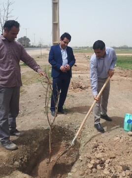 کاشت ۵۰۰ اصله درخت در ورودی جاده خرم آباد کوهدشت