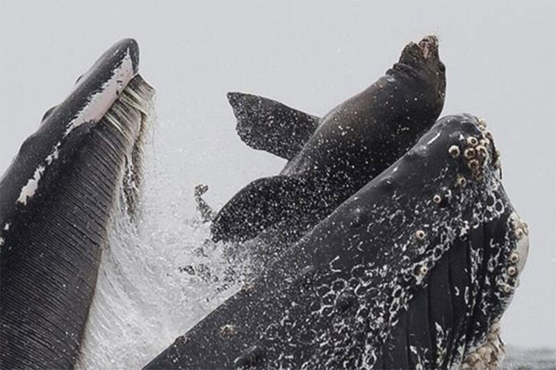 ببینید | خودنمایی نهنگ‌های غول‌پیکر گوژپشت در نزدیکی قایق توریستی