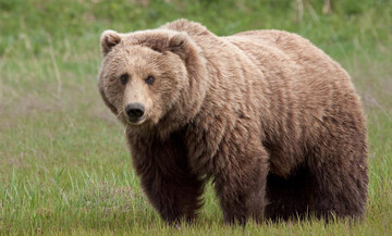 باز هم کشته شدن حیوانات؛ این‌بار یک خرس قهوه‌ای در آمل/ عکس