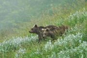 تصاویر | بازیگوشی دو توله خرس در ارتفاعات مازندران
