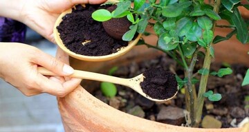 13 نوع کود خانگی و طبیعی خوب برای گل های آپارتمانی را بشناسید!