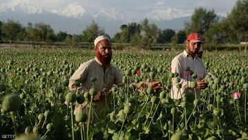هدف طالبان از ممنوعیت کشت خشخاش چه بود؟