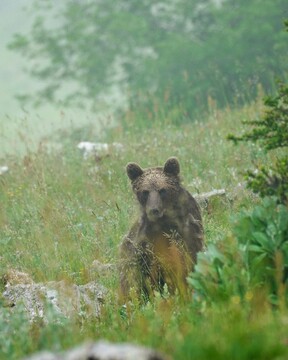 کشف توله خرس سیاه از یک خودروی عبوری کشف توله خرس سیاه از یک خودروی عبوری