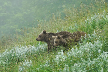 تصاویر | بازیگوشی دو توله خرس در ارتفاعات مازندران