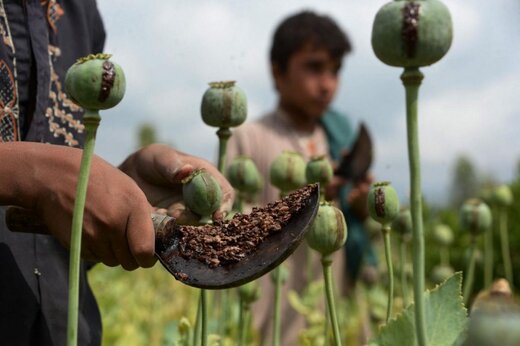 شورای آتلانتیک: تجارت مواد مخدر در افغانستان تحت حاکمیت طالبان رونق گرفته‌ است