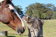 ببینید | شوخی خنده‌دار یک اسب با یک گربه