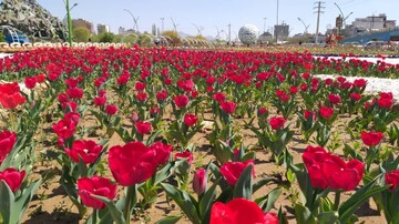 شکوفایی ۱۸۰ هزار گل لاله در مشهد؛ هدیه‌ای به یاد ۱۸ هزار شهید