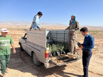 ۲۰۰ هکتار از بیابان های شهرستان آرادان نهالکاری شد ۲۰۰ هکتار از بیابان های شهرستان آرادان نهالکاری شد
