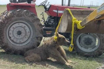 کشتن یک خرس در اردبیل بعد از تلف شدن پلنگ مازندران