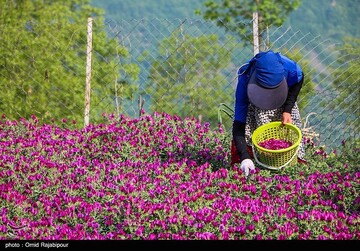 اشکورات پایتخت گل گاو زبان ایران
