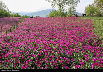اشکورات پایتخت گل گاو زبان ایران
