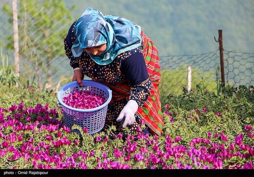 اشکورات پایتخت گل گاو زبان ایران