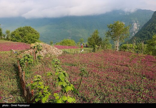 اشکورات پایتخت گل گاو زبان ایران